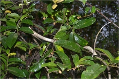 Uvaria lurida